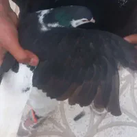 کفتر|پرنده|اسفراین, |دیوار