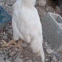 مرغ محلی|حیوانات مزرعه|کله گان, |دیوار