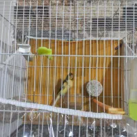 قناری مست خون|پرنده|مشهد, کوی ولیعصر|دیوار