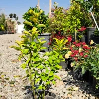 شمشاد طلایی سطل ۳