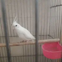 فروش عروس هلندی به صورت تک و عمده و چک صیادی|پرنده|رفسنجان, |دیوار