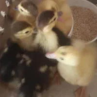 جوجه اردک اسرایلی
