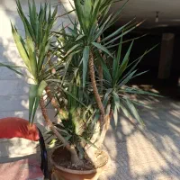 کل و کلدان بزرگ