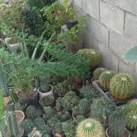 گل و گیاه