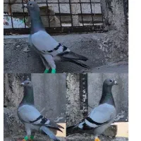 ۳ تا ماده سبز المانی دوخط ذاتدار