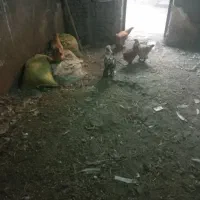 مرغ برهماوغوغاز