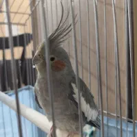 جفت عروس هلندی مولد