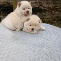 توله چاو چاو