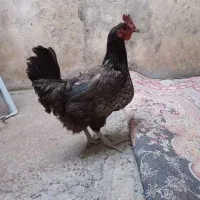 مرغ تخمگذار