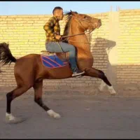 سیلمی دو سر چاپار|اسب و تجهیزات اسب‌سواری|شیراز, آزادی|دیوار