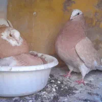 تعدای کبوتر فروشی شازده زرد تمیز