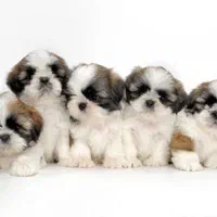 توله سگ شیتزو سوپر فلت دست و پا کوتاه اوکراینی