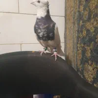 طوق سرور نر مس .|پرنده|شیراز, شهرک مهدی‌آباد|دیوار