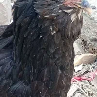 مرغ و خروس گلین