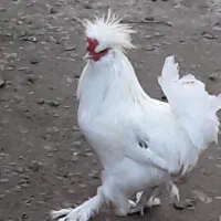 خروس سلطان زبرو زرنگ مولد