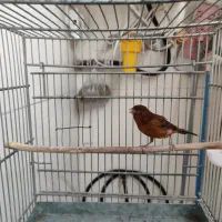 قناری ماده جفتی سهره|پرنده|قدس, شهر‌قدس|دیوار