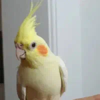 عروس هلندی سفید گمشده در کوی حسینیی