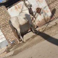 اسب|اسب و تجهیزات اسبسواری|اهواز, کمپلو شمالی|دیوار