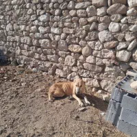 سگ ماده افغان گله ای|سگ|بجنورد, |دیوار