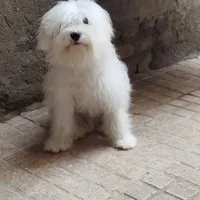 سگ پاکوتاه