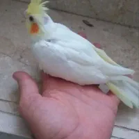 جوجه عروس هلندی لوتینو چشم شرابی