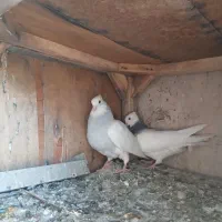 کبوترطوقی‌ابی