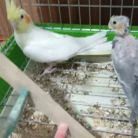 فروشی|پرنده|هشتگرد, شهرک راه آهن|دیوار