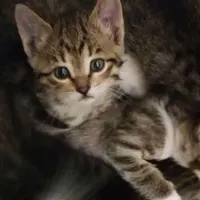 بچه گربه