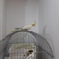 عروس هلندی ماده|پرنده|تهران, دستغیب|دیوار