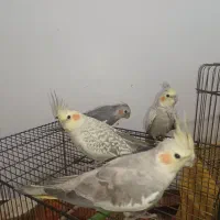 4 عدد عروس هلندی سالم