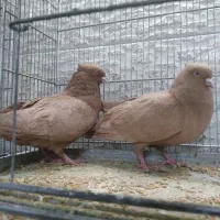 فروش کبوتر|پرنده|صدرا-فارس, فاز ۱|دیوار