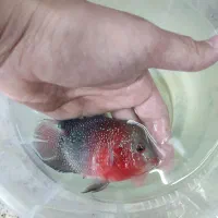 فلاور رد دراگون