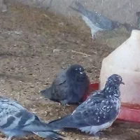 کبوتر صحرایی