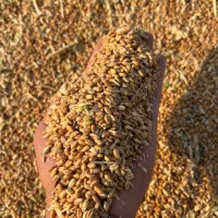 گندم بذری تناژ بالا