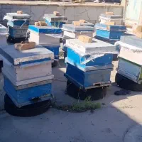۲۲ عدد کندو عسل با زنبور