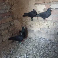 450000|پرنده|بم, |دیوار