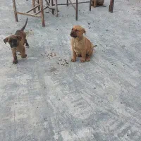 توله دو ماه کنکورسو|سگ|رینه, |دیوار