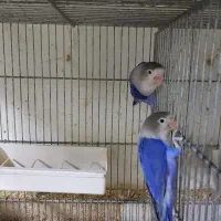 کوتوله سرلاکی تازه دونخور دستی بالغ وحشی|پرنده|قم, چهار امامزاده|دیوار