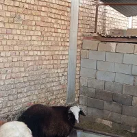 2 راس بره چاق