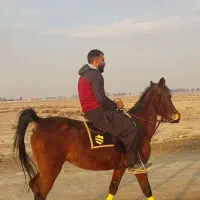 اسب مادیان|اسب و تجهیزات اسب‌سواری|اصفهان, قهجاورستان|دیوار