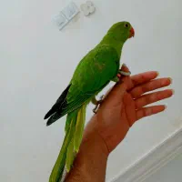 جوجه طوطی ملنگو دونخور شده
