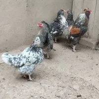 مرغ خروس گلین