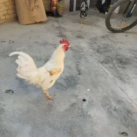 خروس نژاد دار