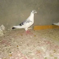 بزک نر پرشی|پرنده|شیروان (خراسان), |دیوار