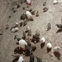 بلدرچین گوشتی