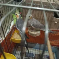 یه جفت عروس کارداده|پرنده|تهران, یاخجی آباد|دیوار