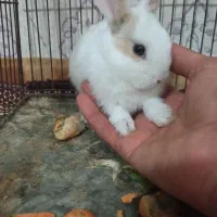 بچه خرگوش