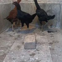 لاری|حیوانات مزرعه|بهارستان, |دیوار