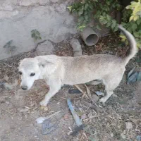 واگذاری سگ|سگ|اصفهان, سپاهان‌شهر|دیوار