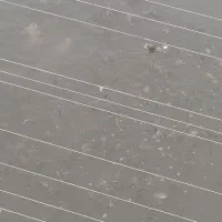 بچه ماهی کپور،،امور